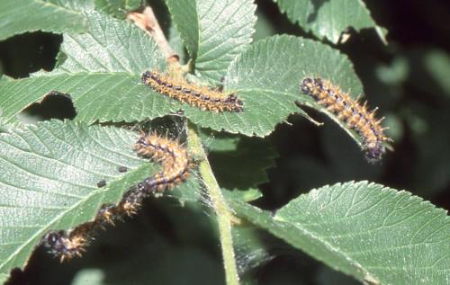 Nymphalis polychloros